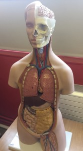 Anatomy & Physiology